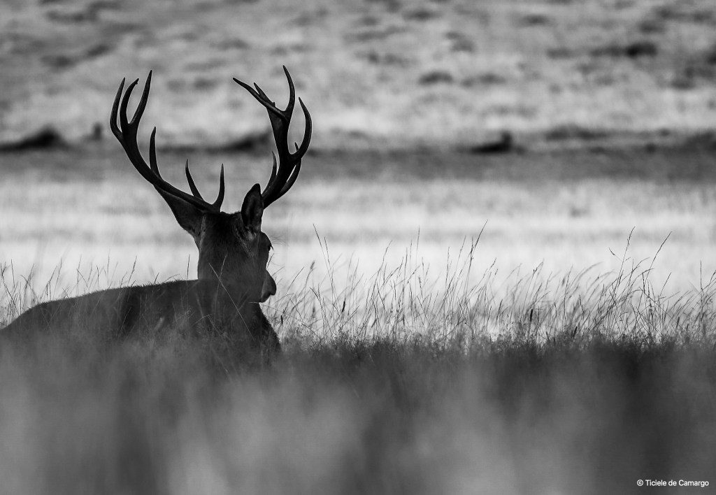 Ticiele de Camargo Copyright 2020, 2021.