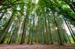 Tall trees in a forest captured in ultra wide lens. 
Ticiele de Camargo ©️