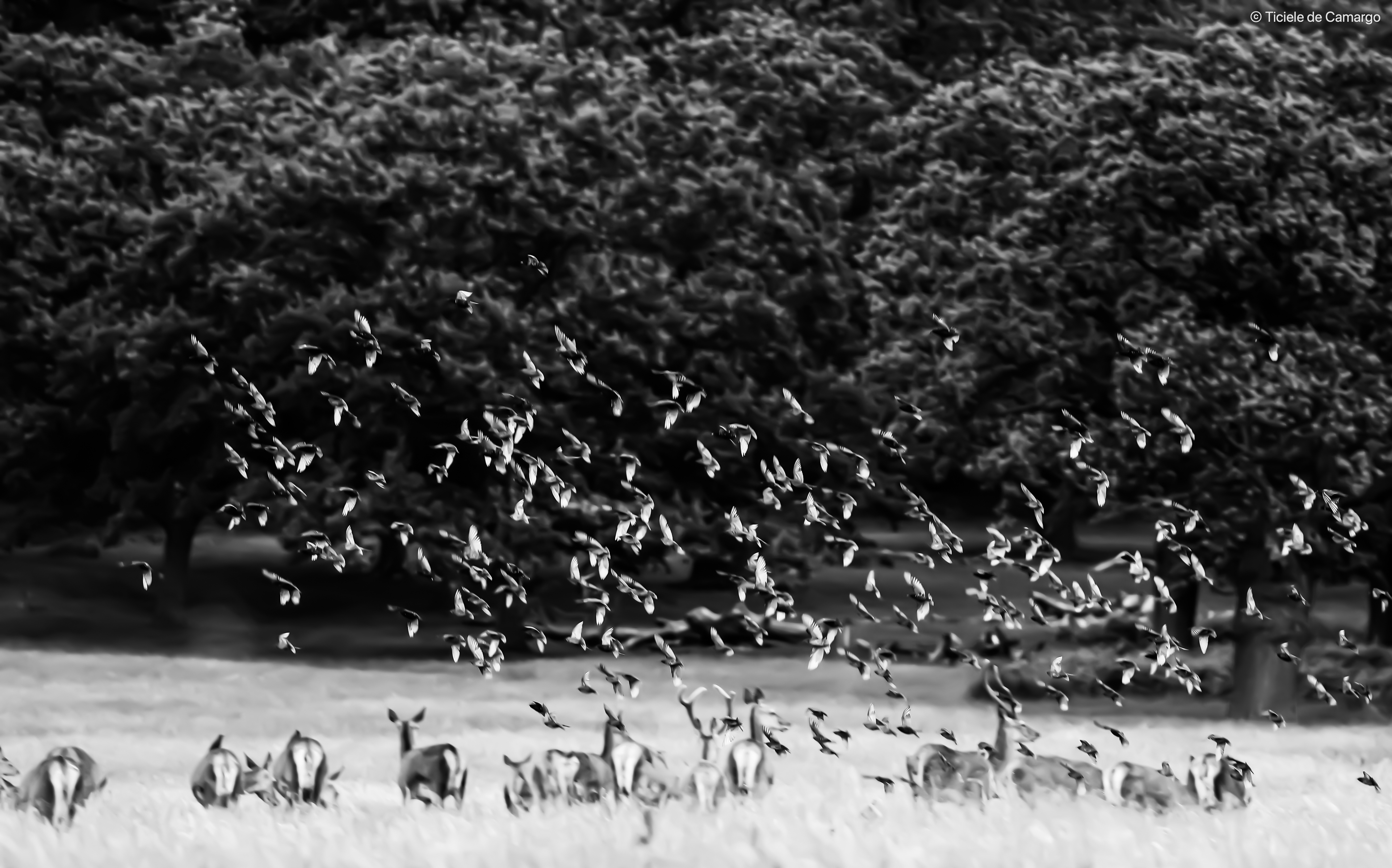 ticieledecamargocopyright-38