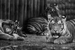 The Mosketigers resting 